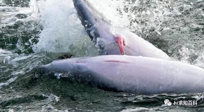 为什么海豚被称为“变态”？它们的交配方式到底有多奇葩？