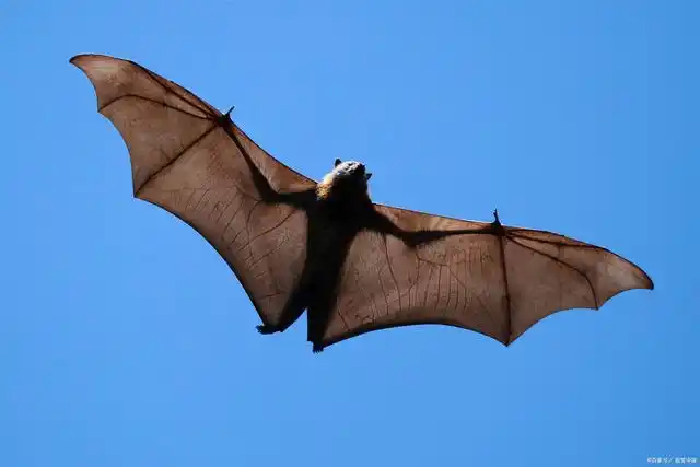 蝙蝠不仅“毒”，心跳每分还1000次，为什么寿命却...
