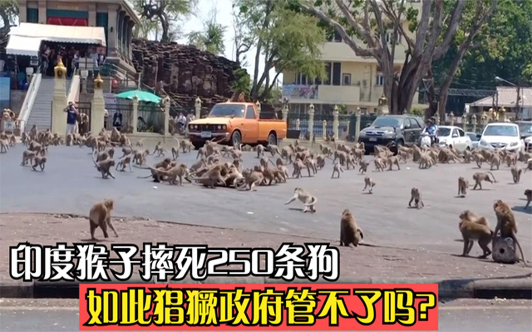 印度当地猴子杀250条狗:抓到屋顶扔下,猴子报复心...